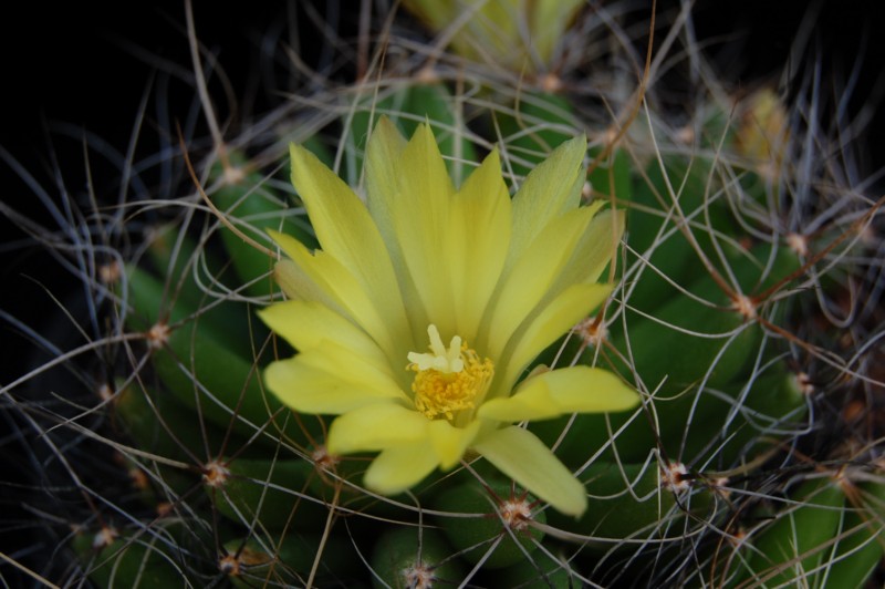 Mammillaria longimamma SB 88