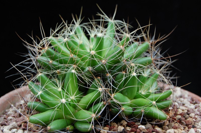 Mammillaria longimamma SB 88