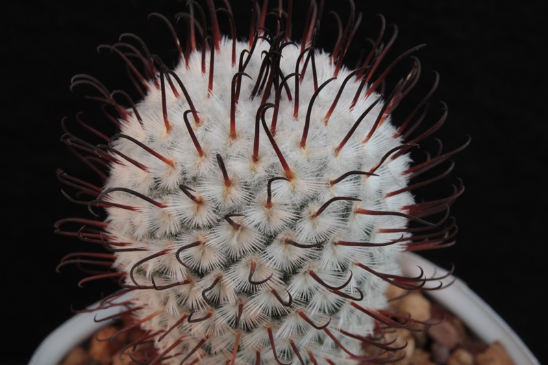 Mammillaria perezdelarosae 