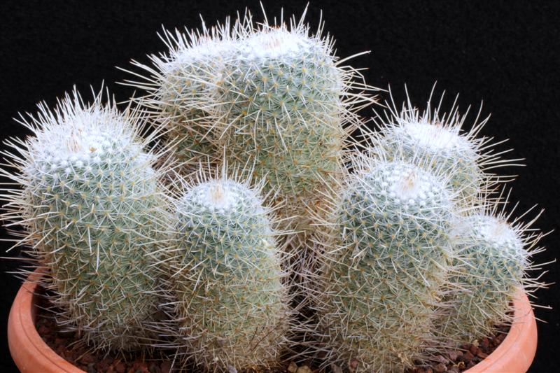 Mammillaria geminispina 