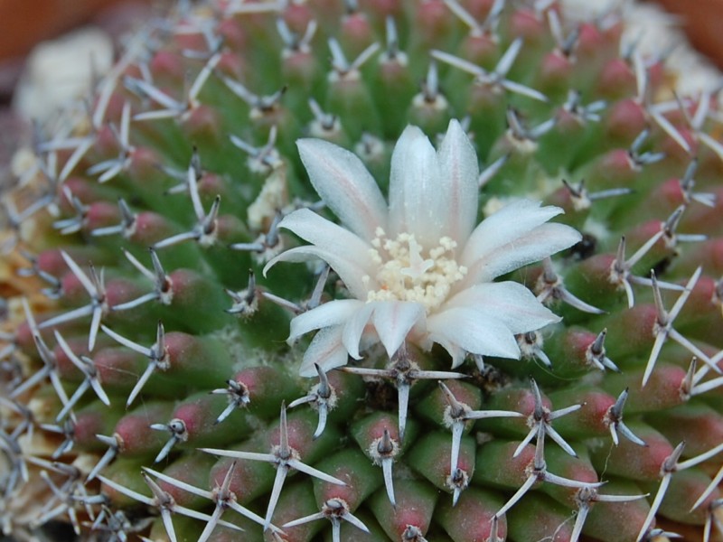 Mammillaria formosa ssp. pseudocrucigera REPPENHAGEN