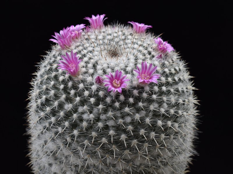 Mammillaria albata ROG 101