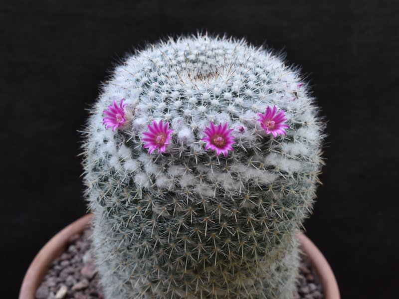 Mammillaria albata 