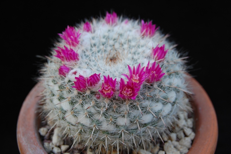 Mammillaria albata v. longispina 