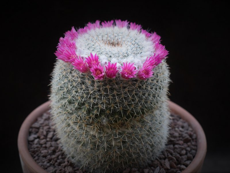 Mammillaria albata 