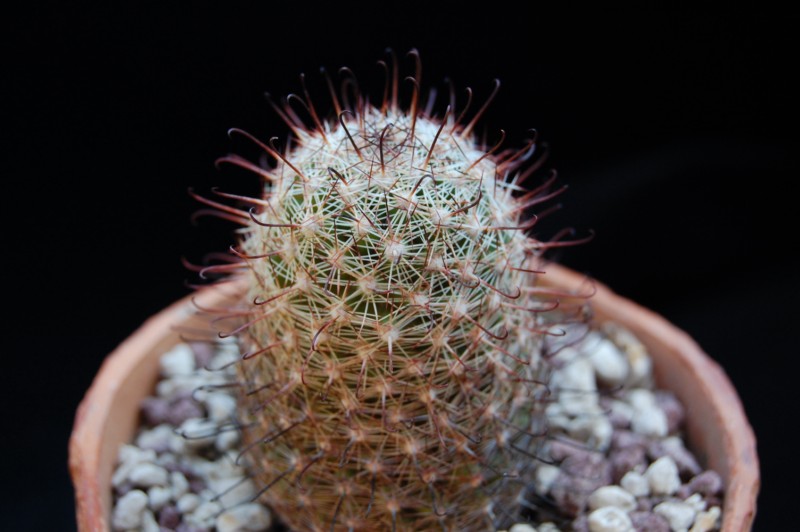 Mammillaria alamensis 