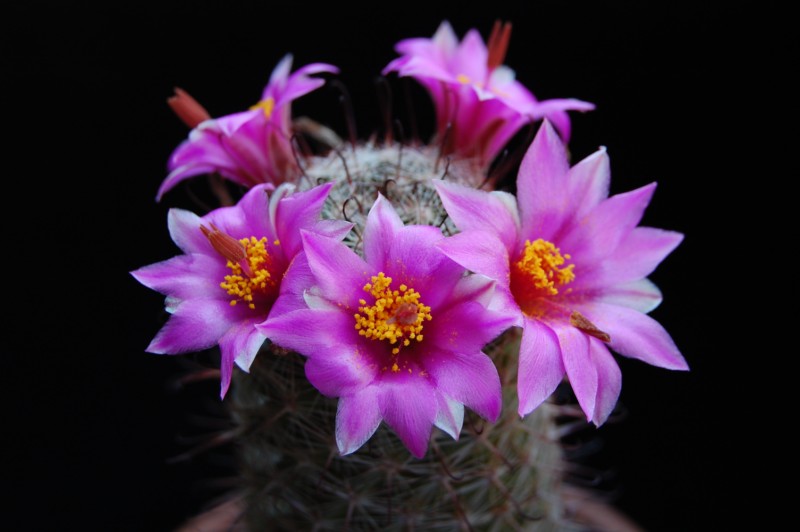 Mammillaria alamensis 