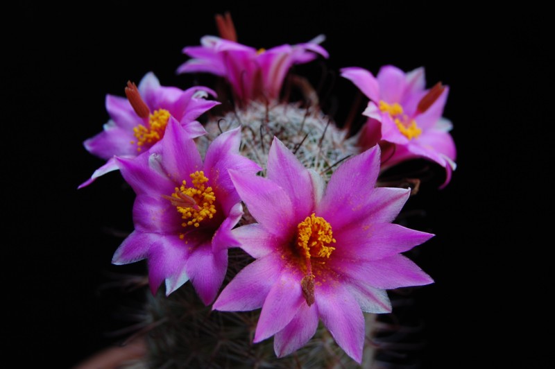 Mammillaria alamensis 