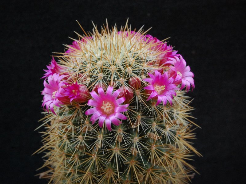 Mammillaria rekoi ssp. aureispina REP 939