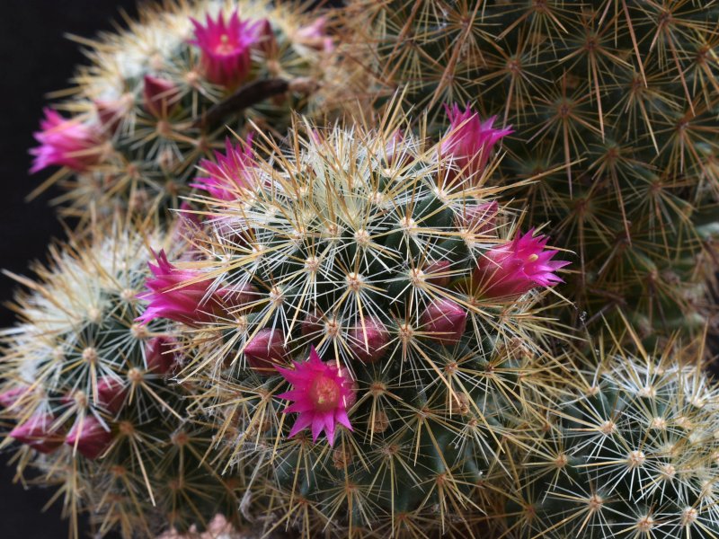 Mammillaria rekoi ssp. aureispina REP 939