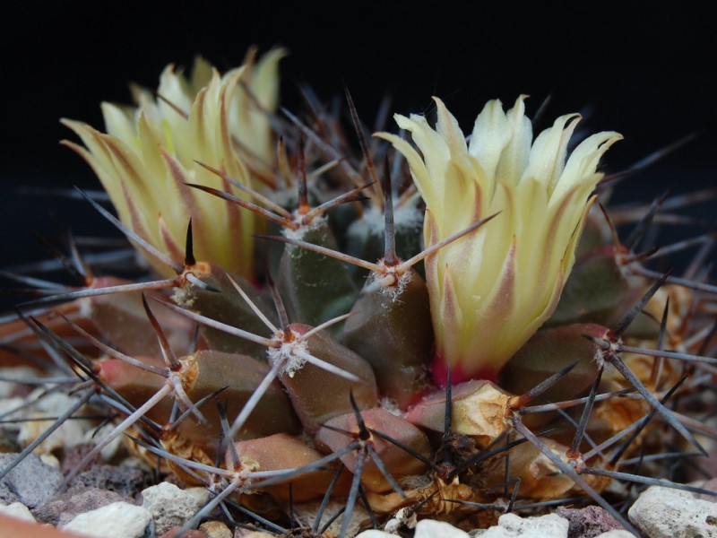 Mammillaria freudenbergeri 