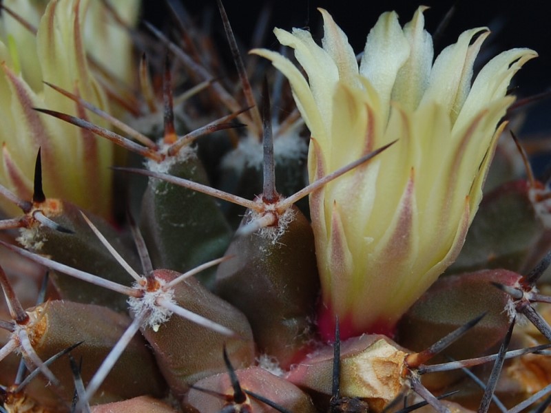 Mammillaria freudenbergeri 