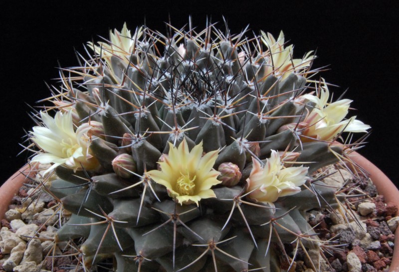 Mammillaria freudenbergeri 