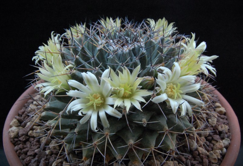 Mammillaria freudenbergeri 