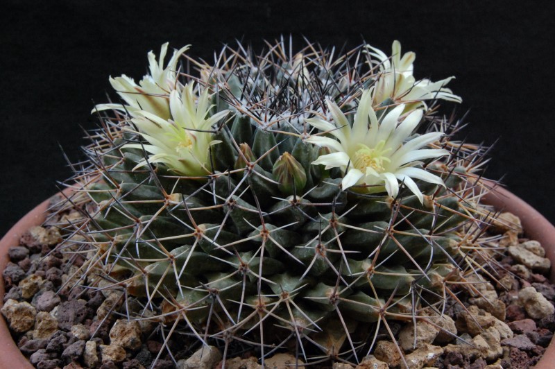 Mammillaria freudenbergeri 