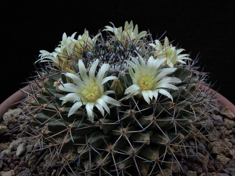 Mammillaria freudenbergeri 