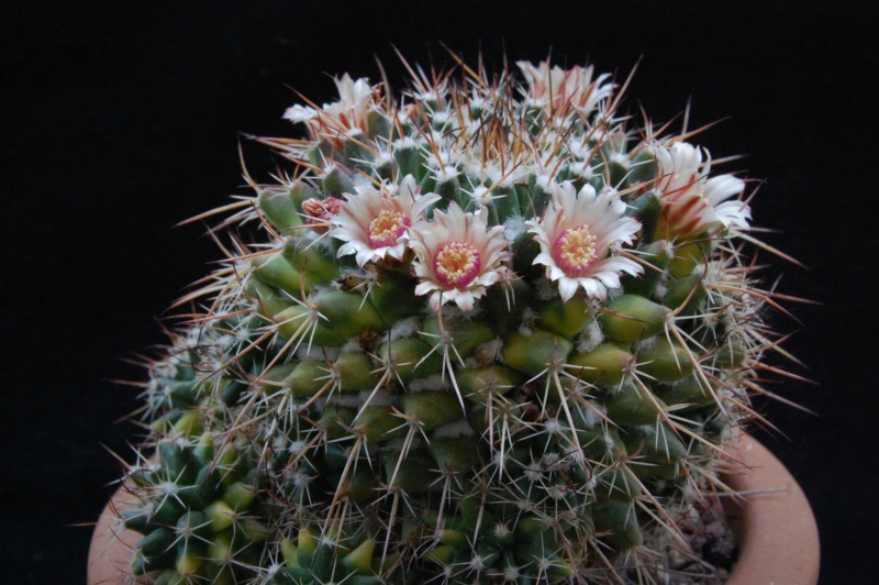 Mammillaria rioverdense REP 1133