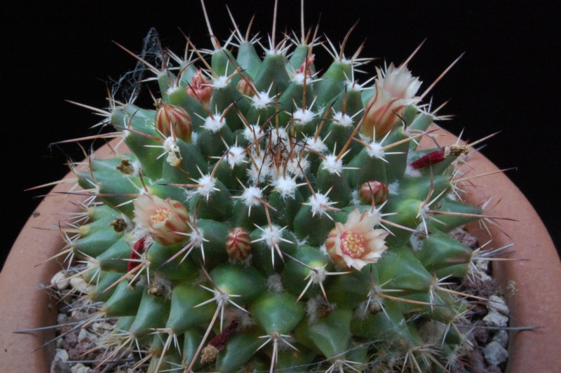 Mammillaria rioverdense REP 1133