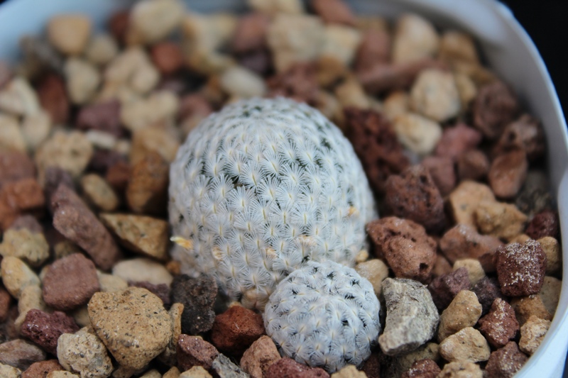 Mammillaria sanchez-mejoradae 