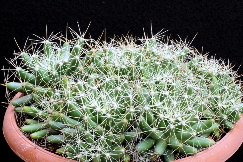 Mammillaria longimamma 