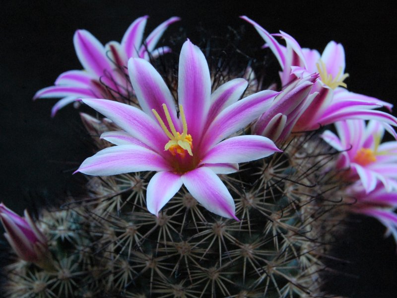 Mammillaria blossfeldiana 