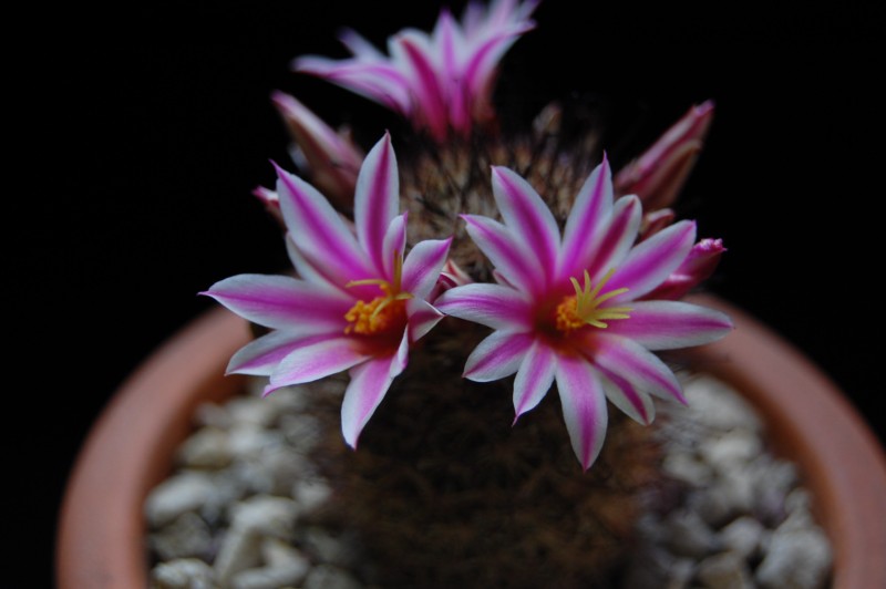 Mammillaria blossfeldiana 