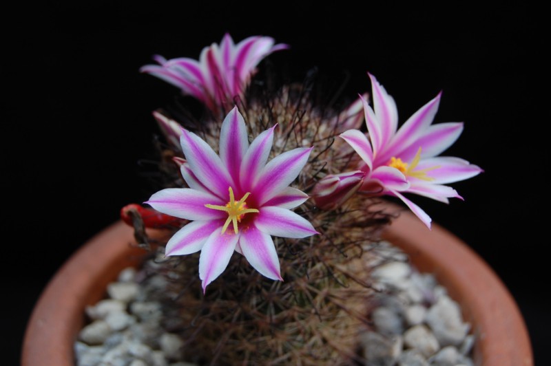 Mammillaria blossfeldiana 