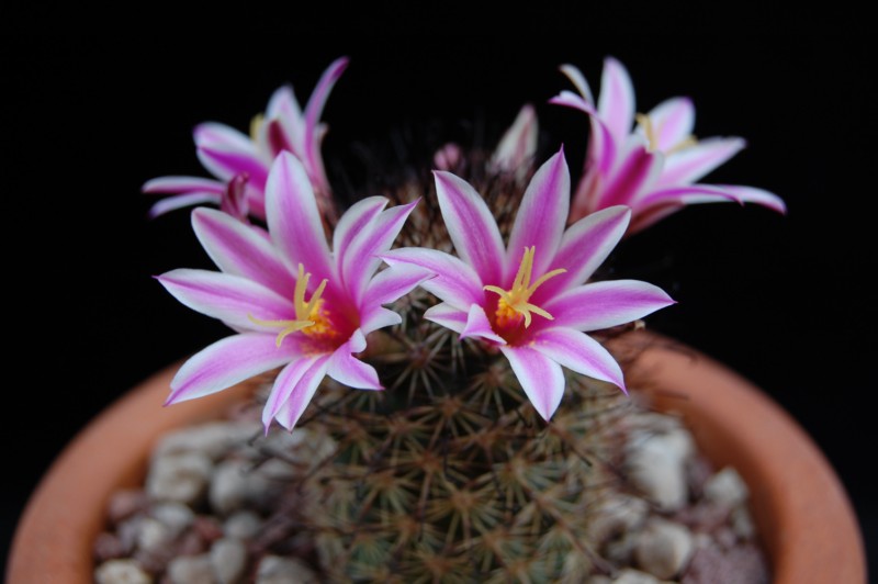 Mammillaria blossfeldiana 