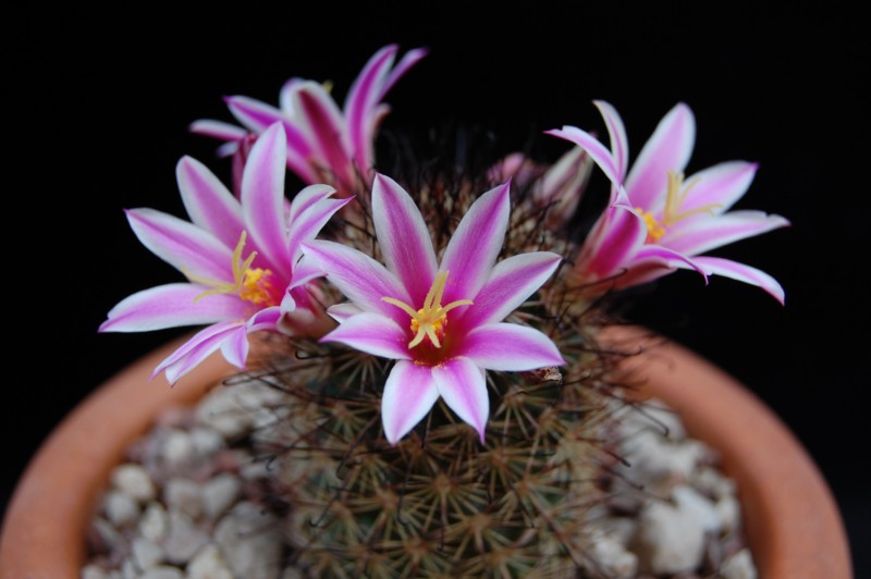 Mammillaria blossfeldiana 