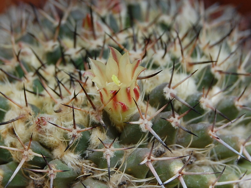 Mammillaria affinis karwinskiana Z 201