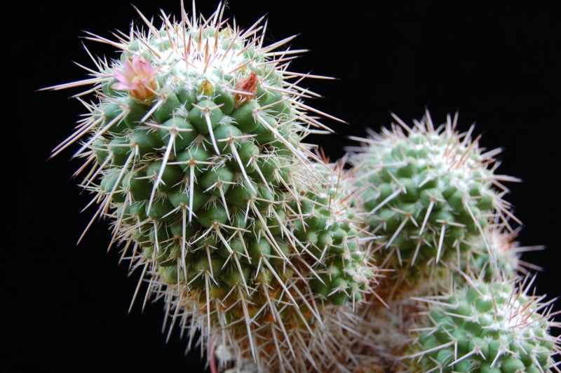 Mammillaria bernalensis CS 85b