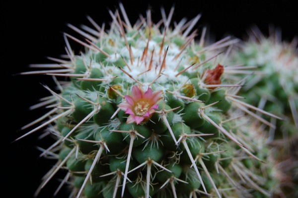 Mammillaria bernalensis 