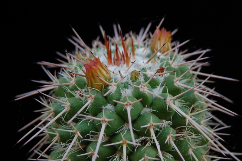 Mammillaria bernalensis CS 85b