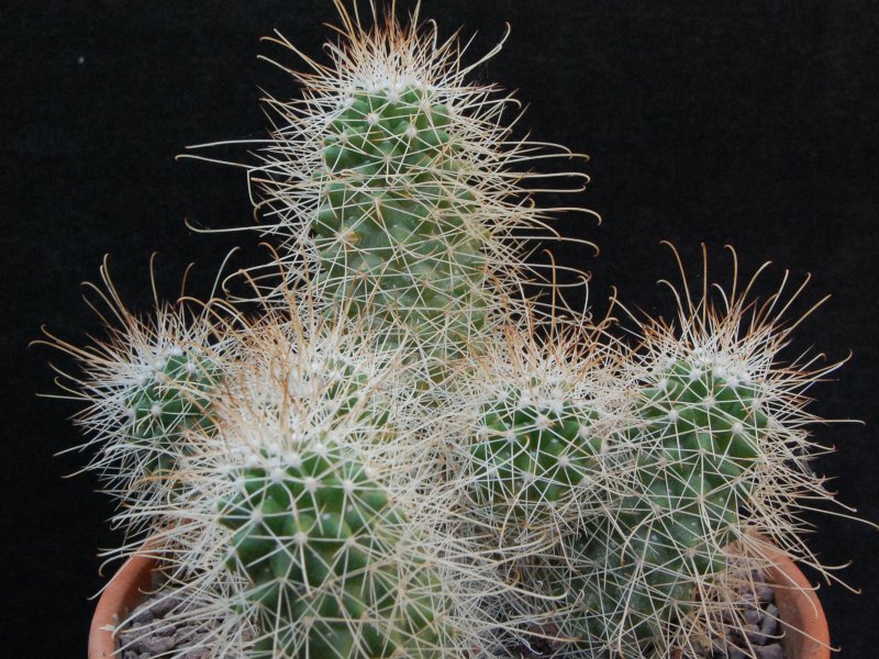 Mammillaria pondii ssp. setispina 