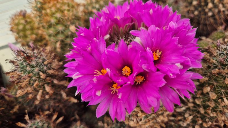 mammillaria schumannii v. globosa