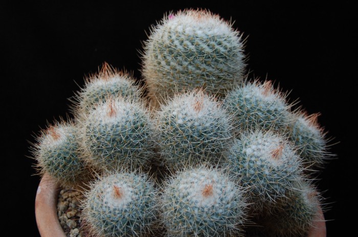 Mammillaria geminispina 