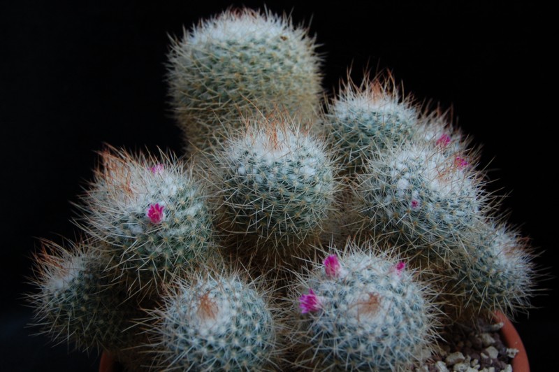 Mammillaria geminispina 