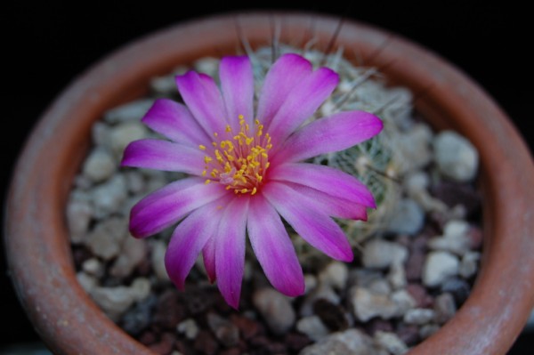 Mammillaria deherdtiana 