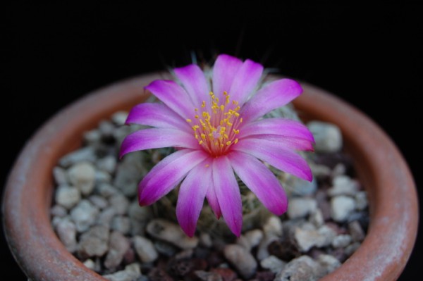 Mammillaria deherdtiana 