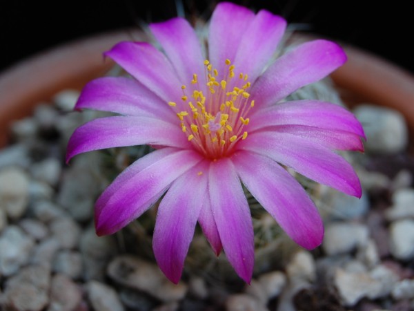 Mammillaria deherdtiana 