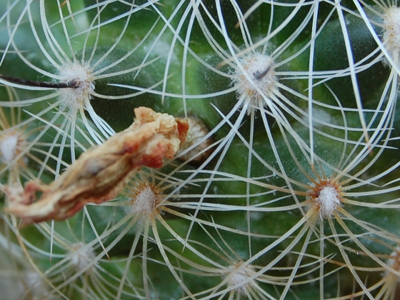 mammillaria deherdtiana ssp. dodsonii