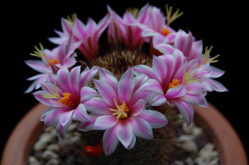 Mammillaria blossfeldiana 