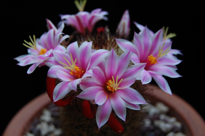 Mammillaria blossfeldiana 