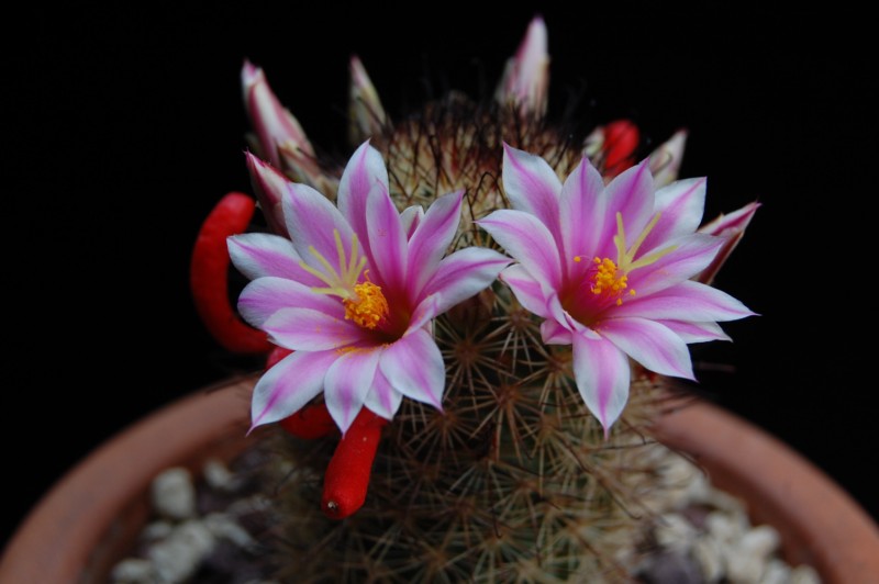 Mammillaria blossfeldiana 