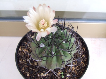 Neoporteria paucicostata 