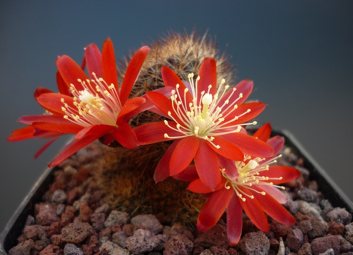 Rebutia fulviseta 