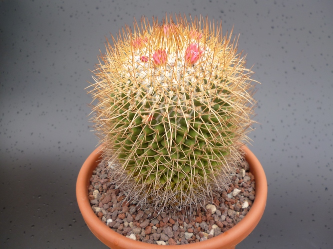 Mammillaria polythele ssp. obconella 