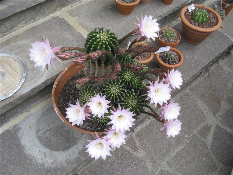 Echinopsis eyriesii x multiplex 