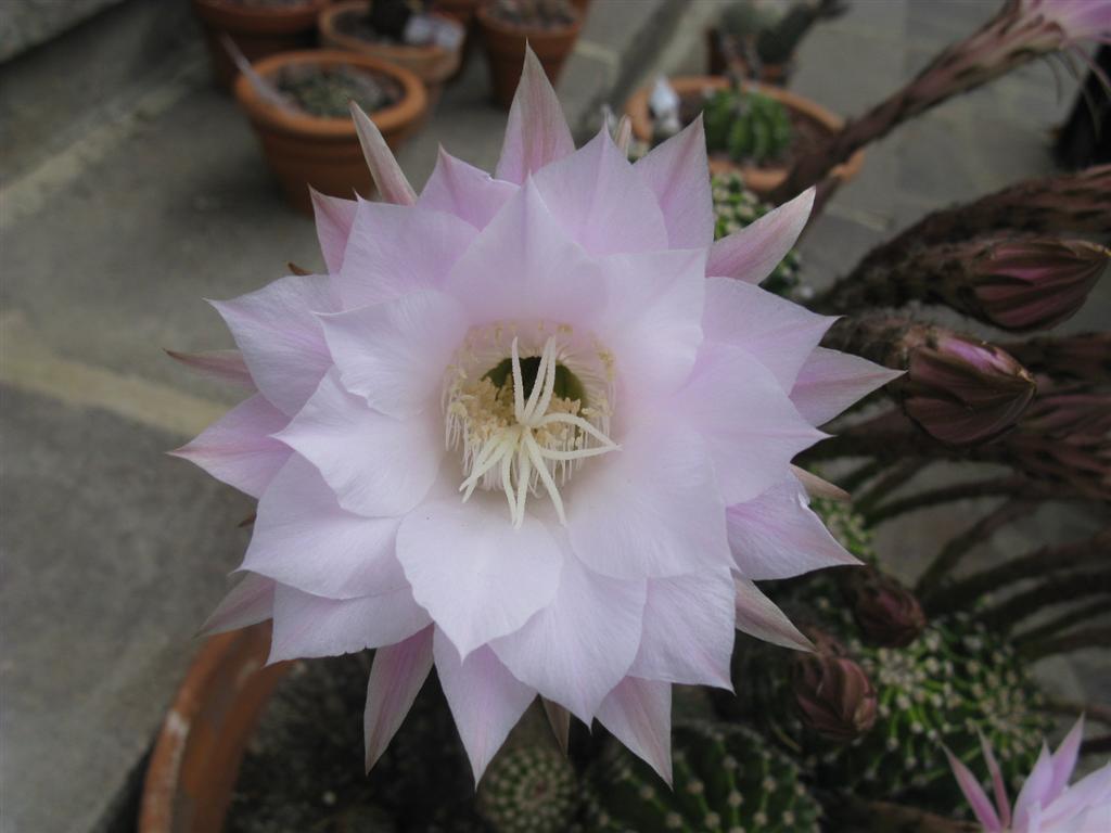 Echinopsis eyriesii x multiplex 