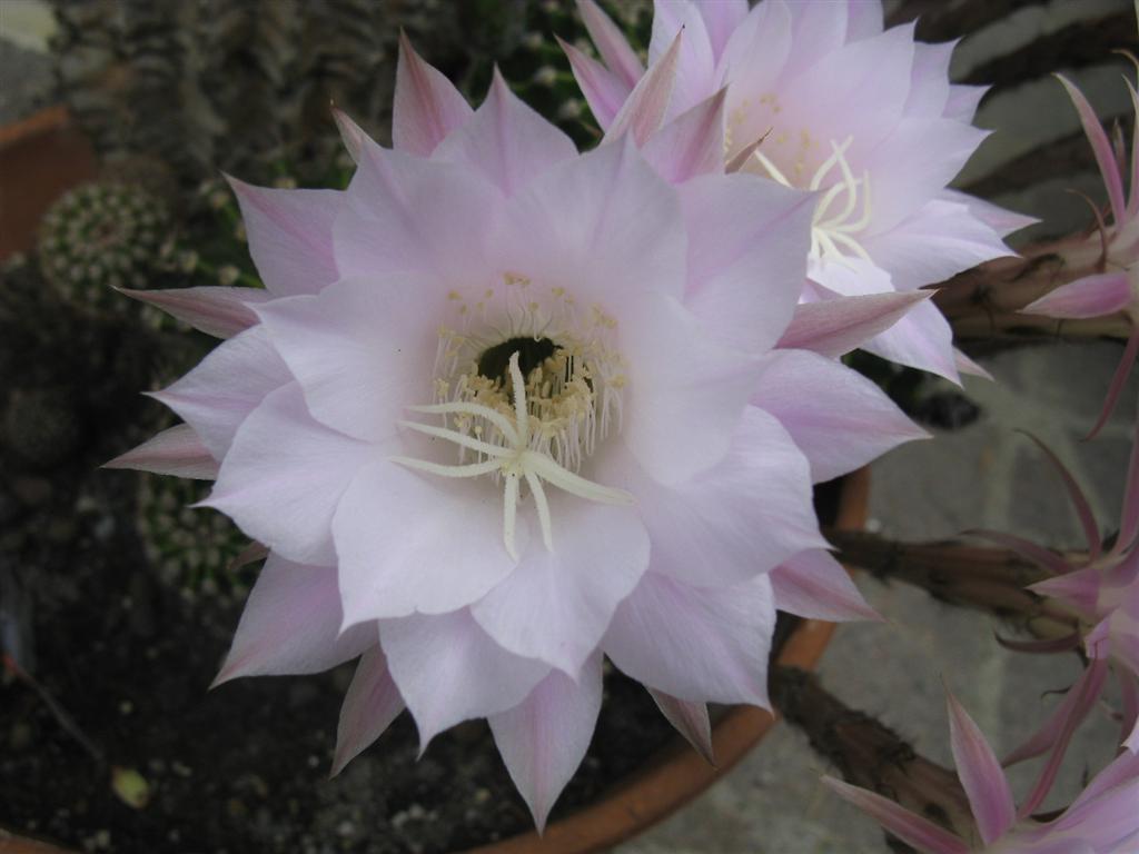 Echinopsis eyriesii x multiplex 